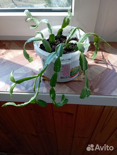 Хойя, декабрист, пуансеттия, фикус Бенджамина