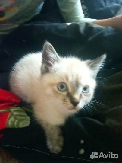 Тайские котята