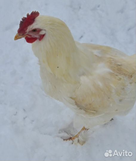 Яйцо домашнее Петухи