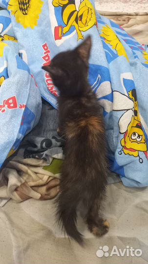 Котята бесплатно