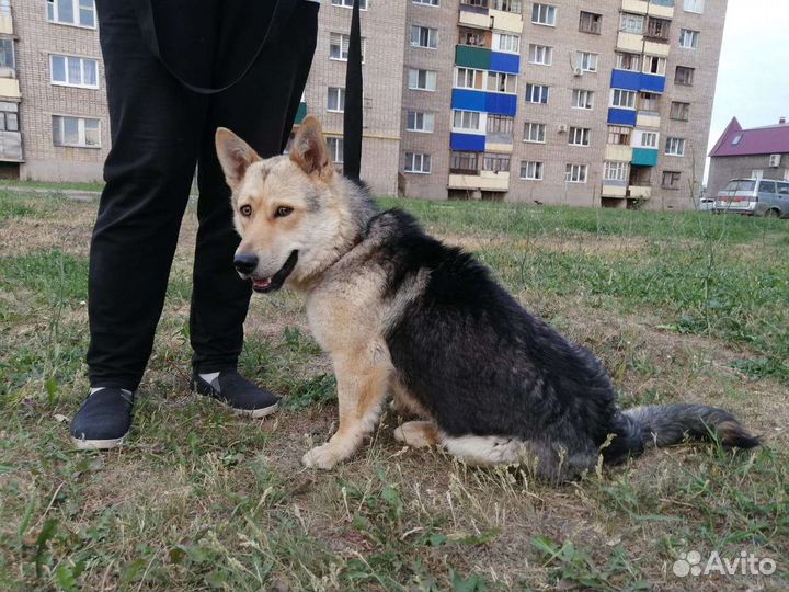 Молодой кобель ищет дом
