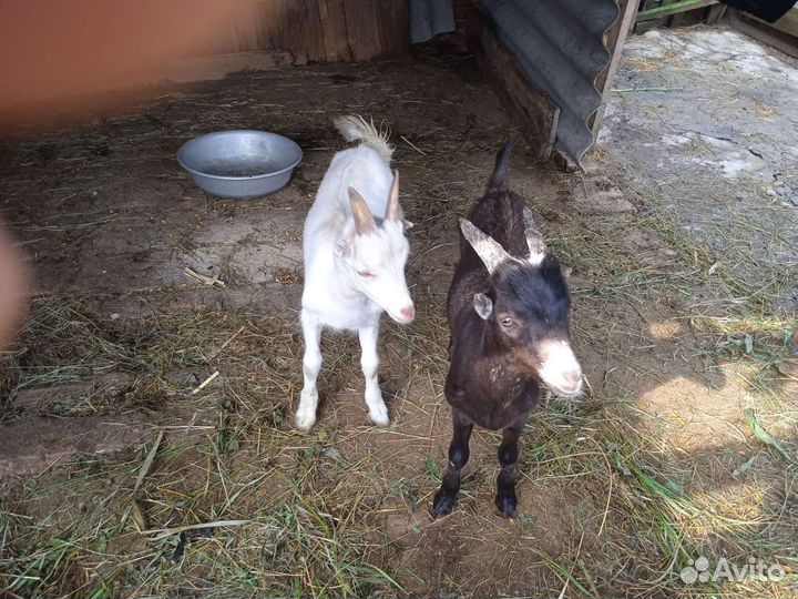 Коза дойная