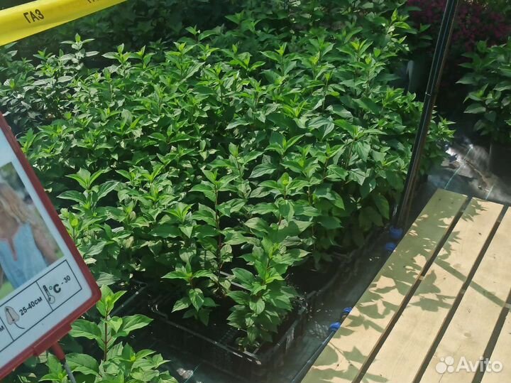 Гортензия метельчатая Геркулес