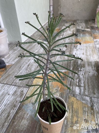 Каланхое TubiFlora