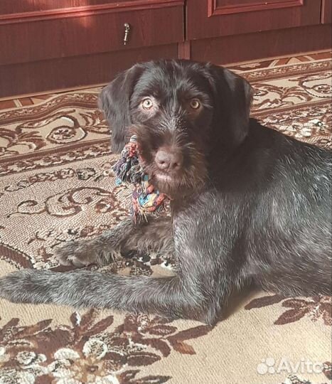 Дратхаар вязка