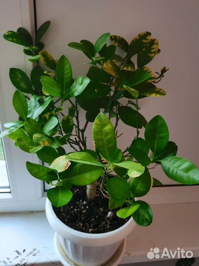 Каламондин