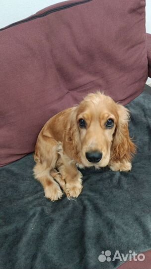 Кокер спаниель