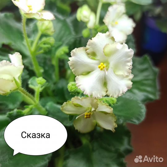 Фиалка