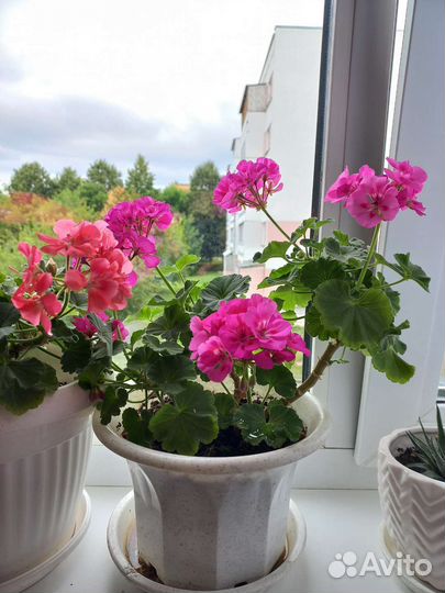 Пеларгония герань