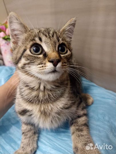 Котенок в добрые руки