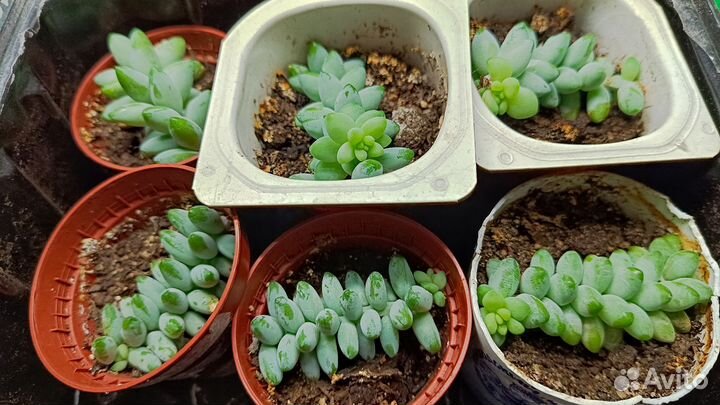 Седум (очиток) Моргана