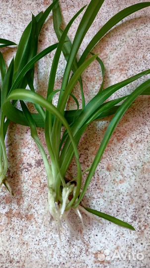 Хлорофитум