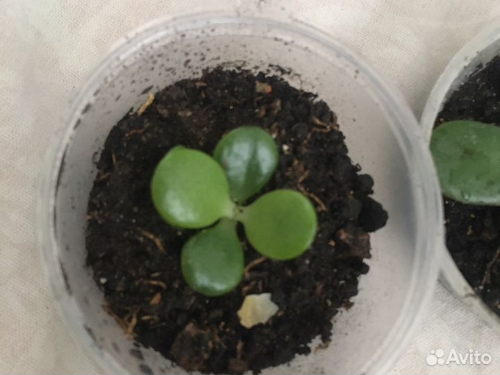 Молодой сукулент