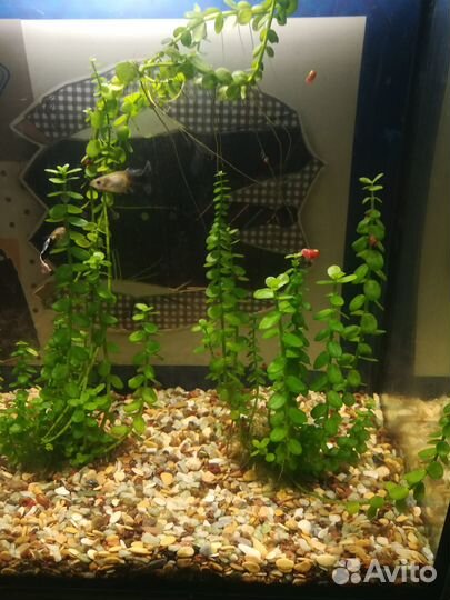 Растения для аквариума бесплатно
