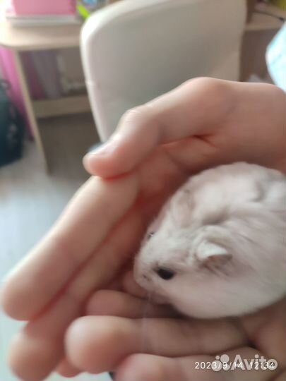 Отдам в добрые руки