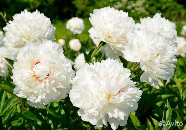 Пионы саженцы