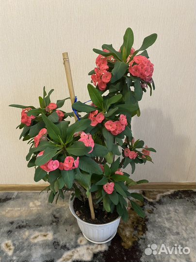 Молочай миля