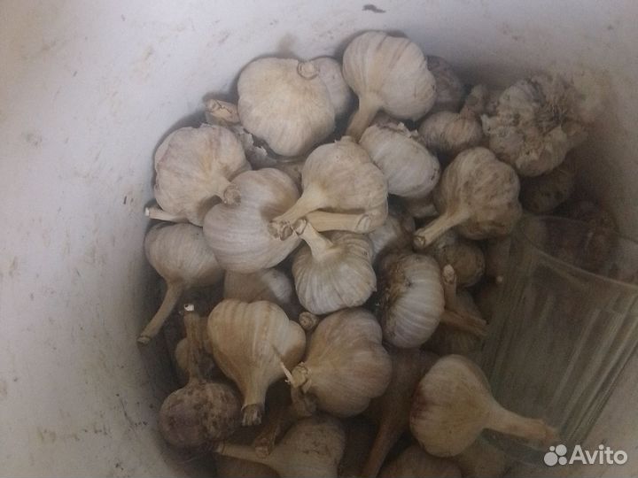 Чеснок домашний, тыквы
