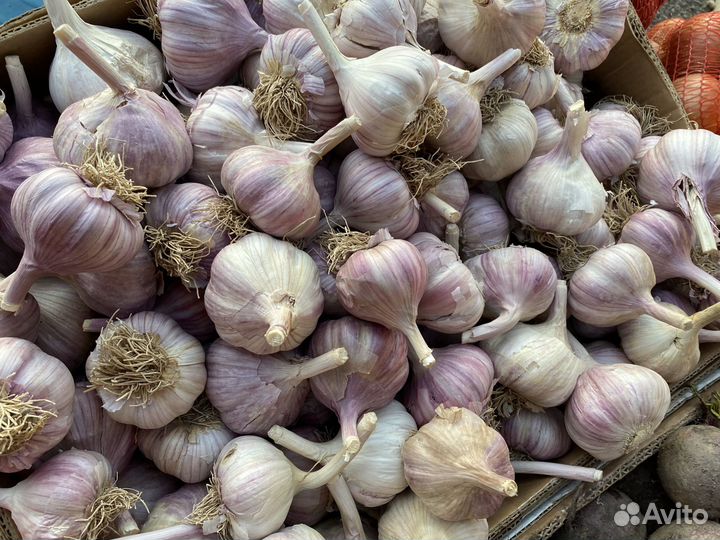 Продам картофель оптом с доставкой