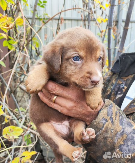 Шоколадный щенок мальчик