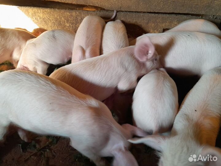 Домашние поросята