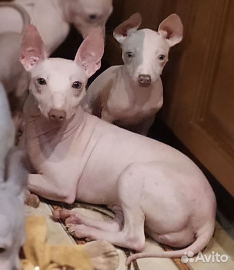 Светлые девочки Американского голого терьера
