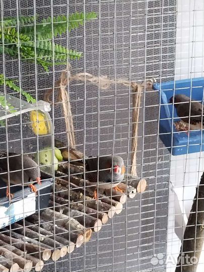 Зебровые амадины