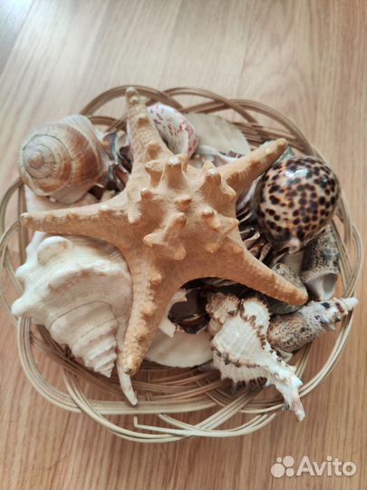 Ракушки для аквариума