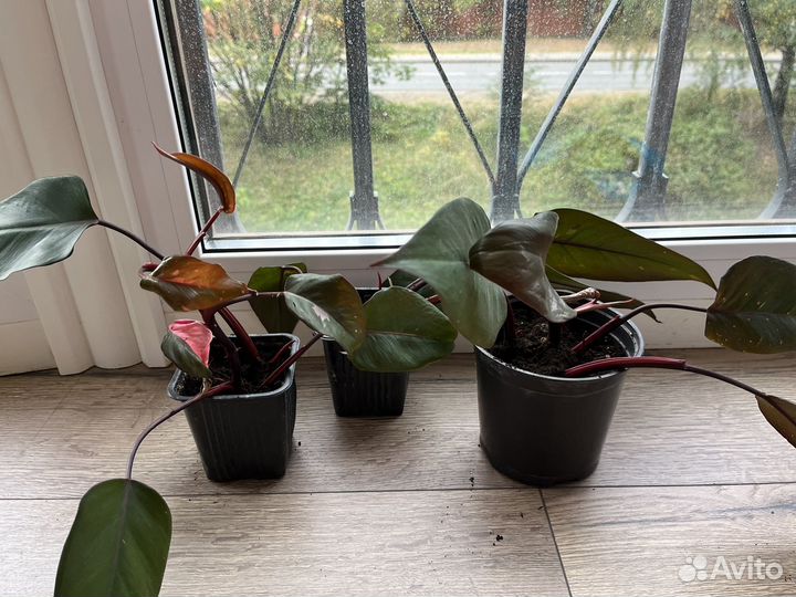 Фелодендрон розовая принцесса