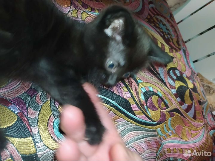 Отдам в добрые руки мама бенгалка