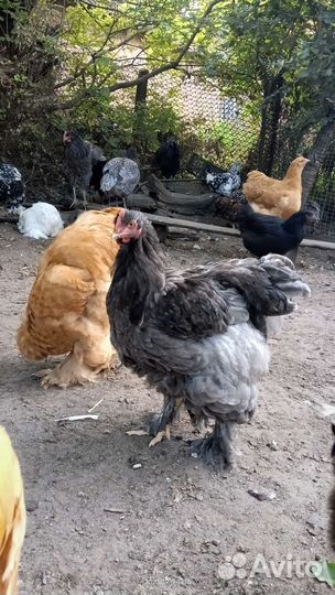 Куры петухи
