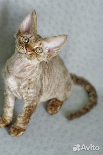 Котята девон-рекс