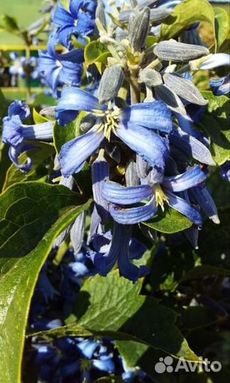 Клематис кустовой