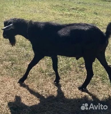 Альпийская козочка