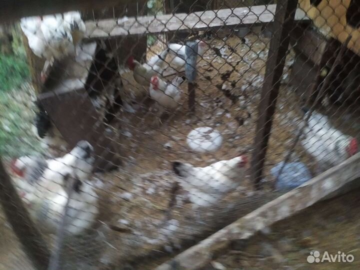 Куры молодки несушки и петухи