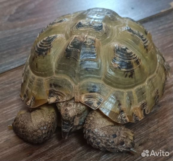 Пара сухопутных черепах