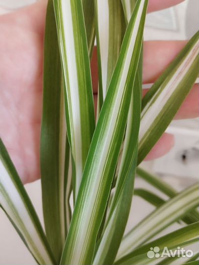 Комнатные цветы