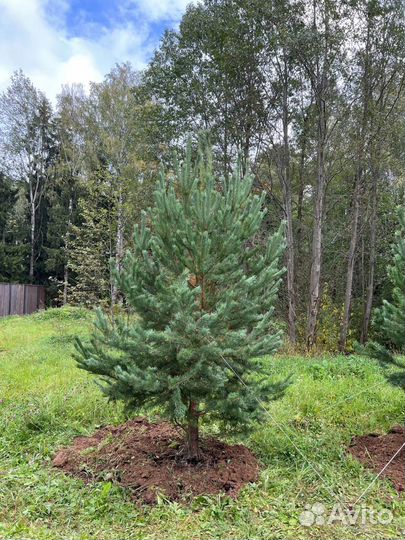 Ели и сосны из питомника 5 метра