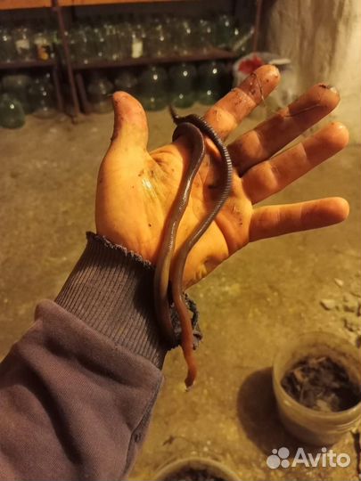 Черви для рыбалки выползки