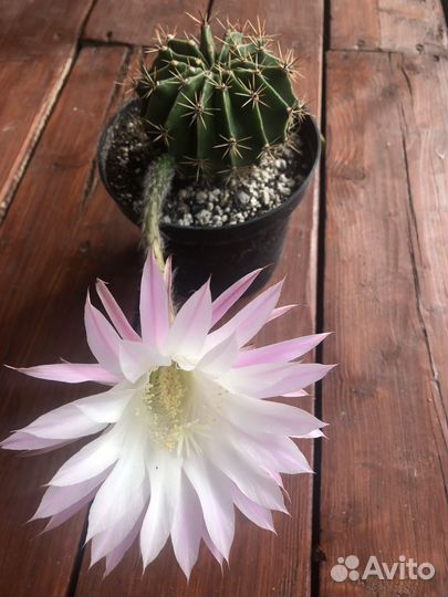 Кактусы и суккуленты