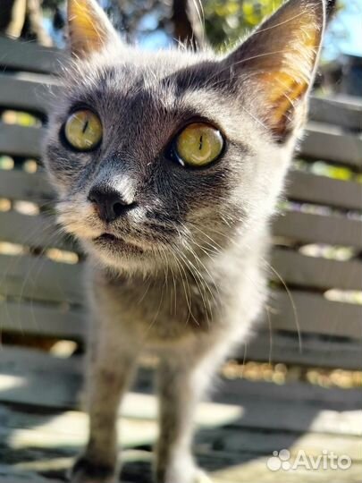 Отдам кошку в добрые руки