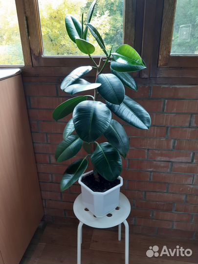 Фикус эластика робуста