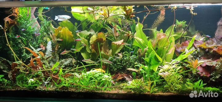 Обслуживание аквариумов