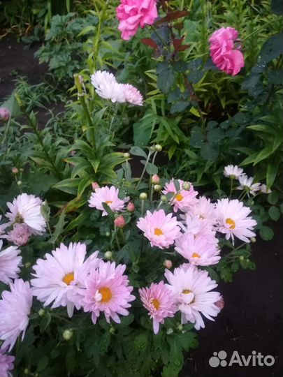 Хризантема саженцы