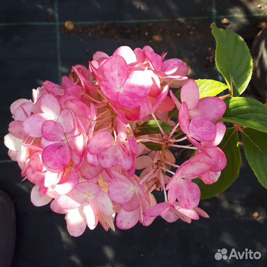 Гортензия мет Фрейз Мельба, Литл Лайм, Сильвер Дол