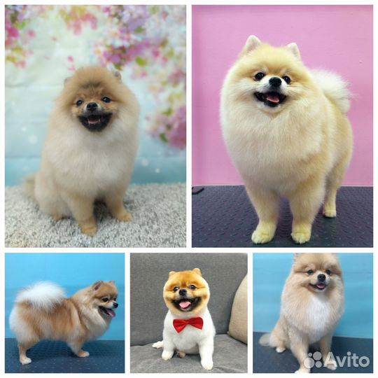 Грумер стрижка собак и кошек в ближайшее время