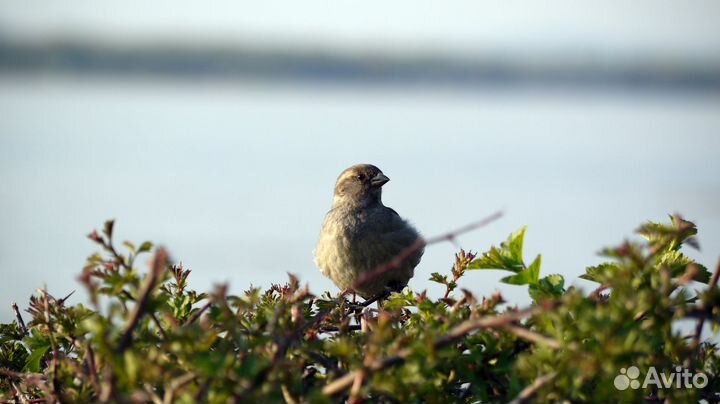 Фотоаппарат Panasonic Lumix G2