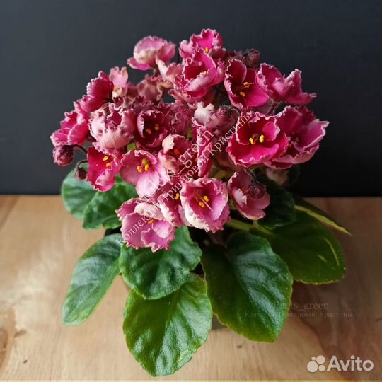 Мини фиалки и стандарты коллекционные почтой