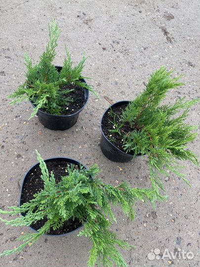 Можжевельник С3 контейнер в ассортименте