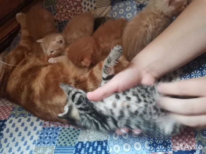 Курильский бобтейл